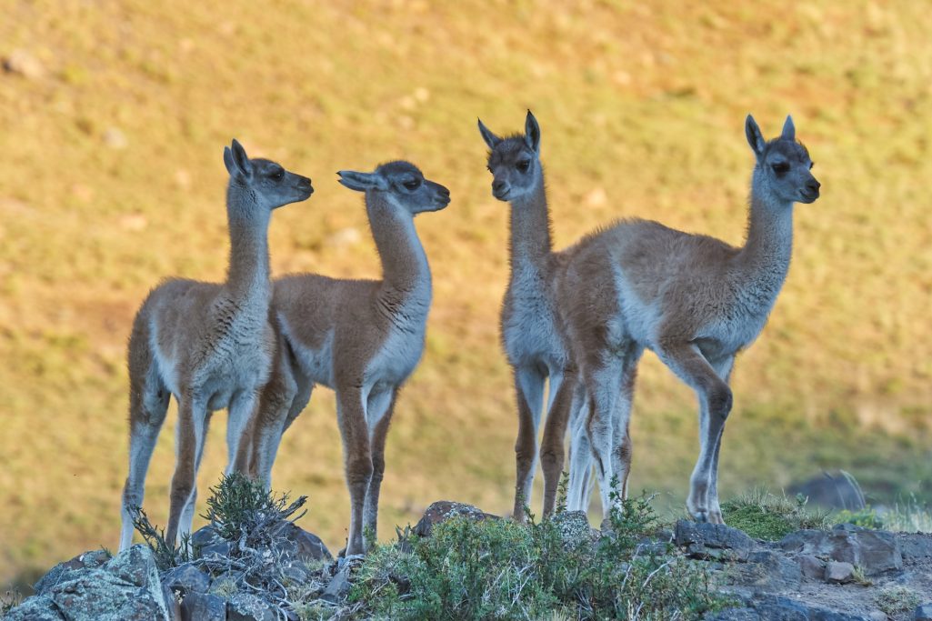 Guanacos Tierra del Fuego